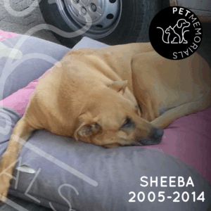 Sheeba